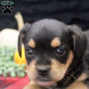 Gemma, French Bulldog Mix Puppy