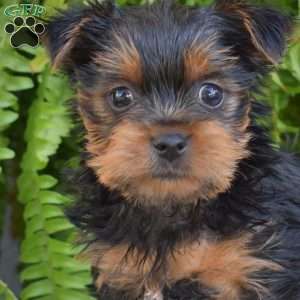 Gemma, Yorkie Puppy