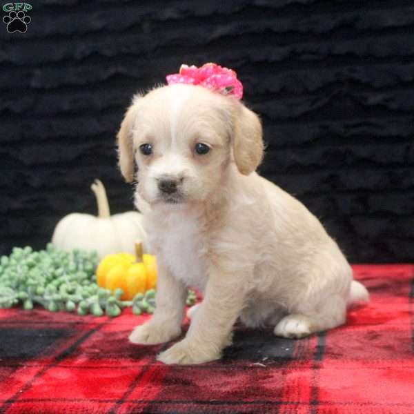 Genevieve, French Bulldog Mix Puppy