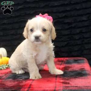 Genevieve, French Bulldog Mix Puppy