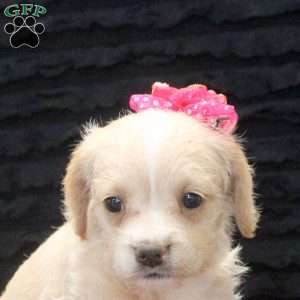 Genevieve, French Bulldog Mix Puppy