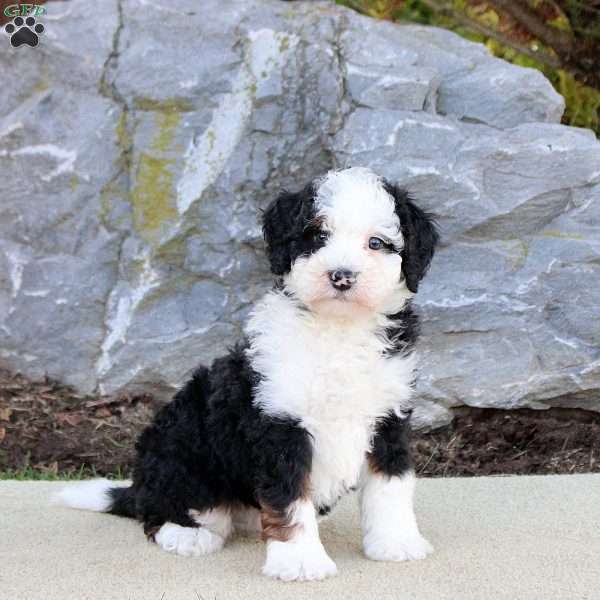 Geo, Mini Bernedoodle Puppy