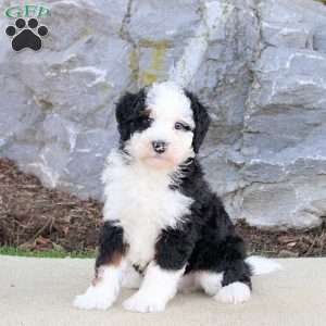 Geo, Mini Bernedoodle Puppy