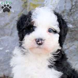 Geo, Mini Bernedoodle Puppy
