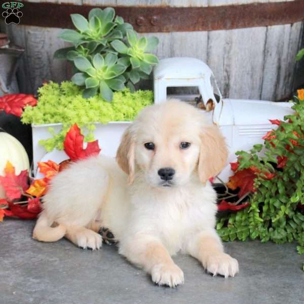 George, Golden Retriever Puppy