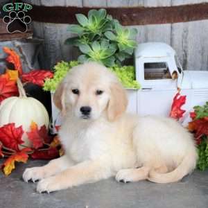 George, Golden Retriever Puppy