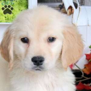 George, Golden Retriever Puppy