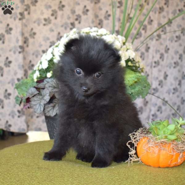 Georgia, Pomeranian Puppy