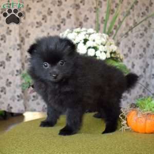 Georgia, Pomeranian Puppy