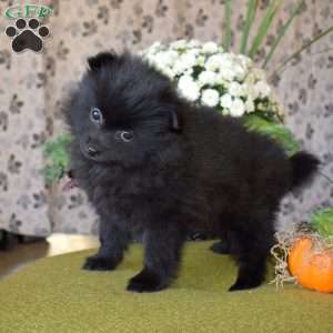 Georgia, Pomeranian Puppy