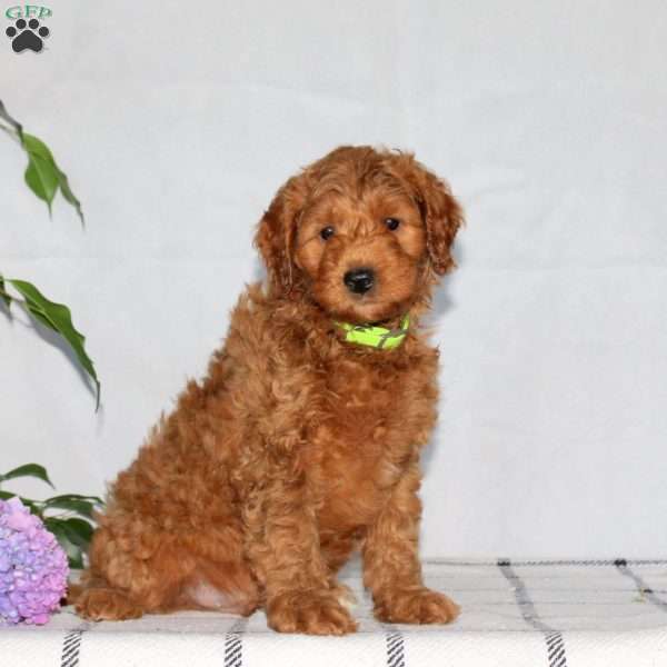 Georgie, Mini Goldendoodle Puppy