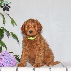Georgie, Mini Goldendoodle Puppy