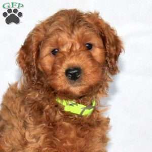 Georgie, Mini Goldendoodle Puppy