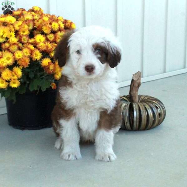 Gibson, Mini Aussiedoodle Puppy