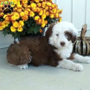 Gibson, Mini Aussiedoodle Puppy