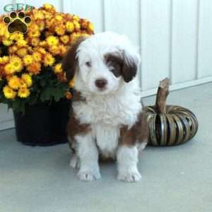 Gibson, Mini Aussiedoodle Puppy