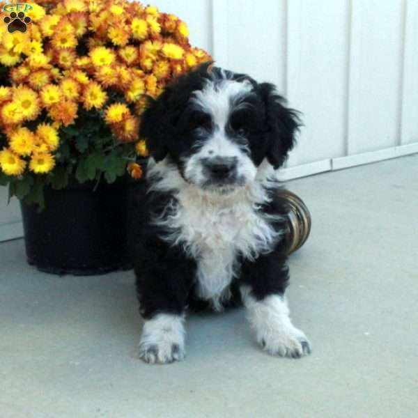 Gideon, Mini Aussiedoodle Puppy