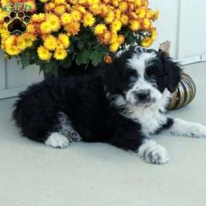 Gideon, Mini Aussiedoodle Puppy