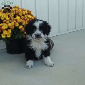 Gideon, Mini Aussiedoodle Puppy