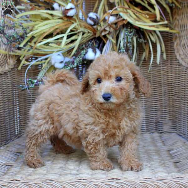 Gigi, Bich-Poo Puppy