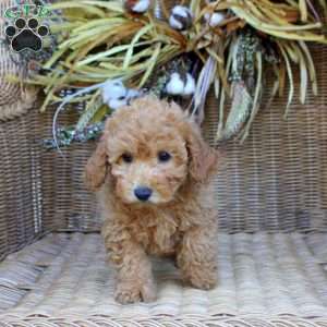 Gigi, Bich-Poo Puppy
