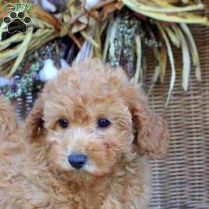Gigi, Bich-Poo Puppy