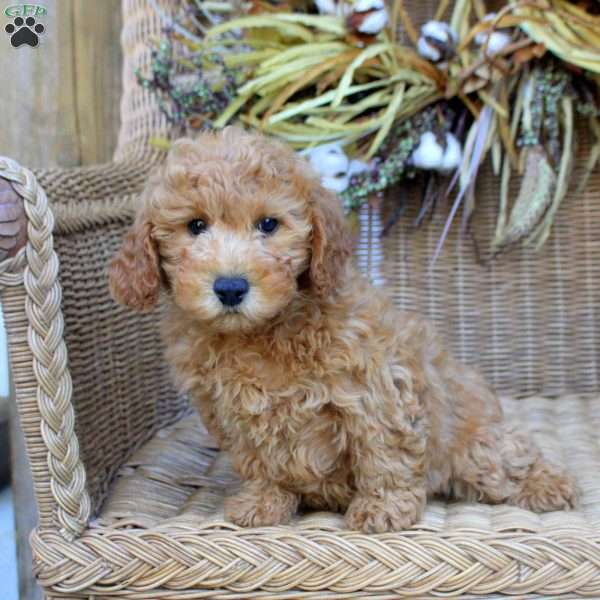 Gina, Bich-Poo Puppy