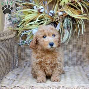 Gina, Bich-Poo Puppy