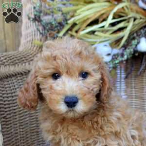 Gina, Bich-Poo Puppy