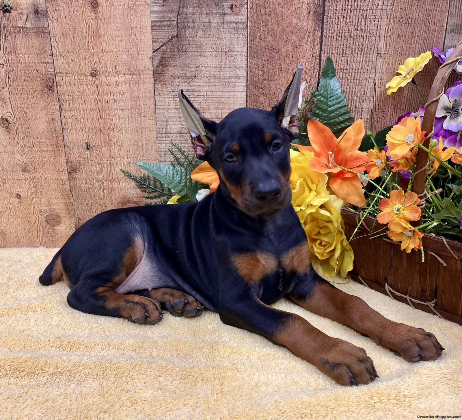 Ginger (Doberman Pinscher, Female) in Rome, PA