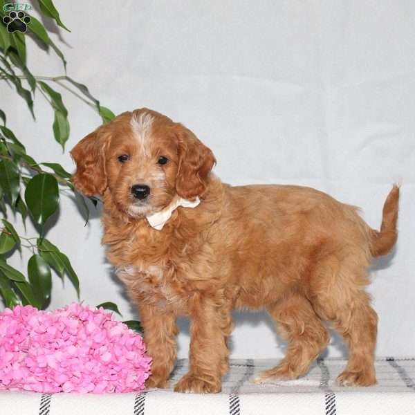 Ginger, Mini Goldendoodle Puppy