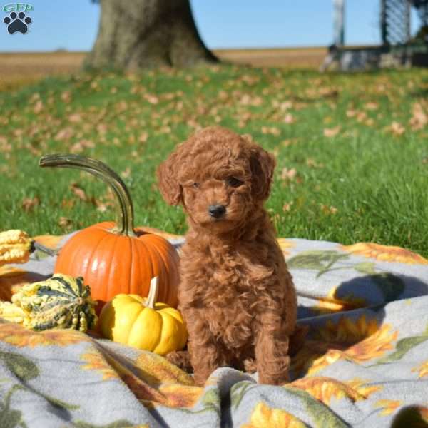 Ginger, Mini Goldendoodle Puppy