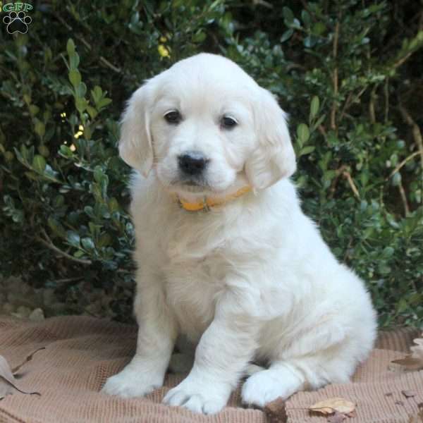 Ginger, Golden Retriever Puppy