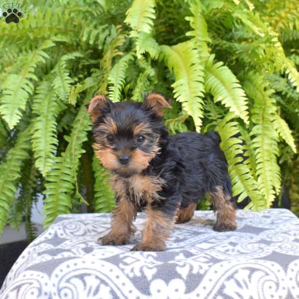Ginger, Yorkie Puppy