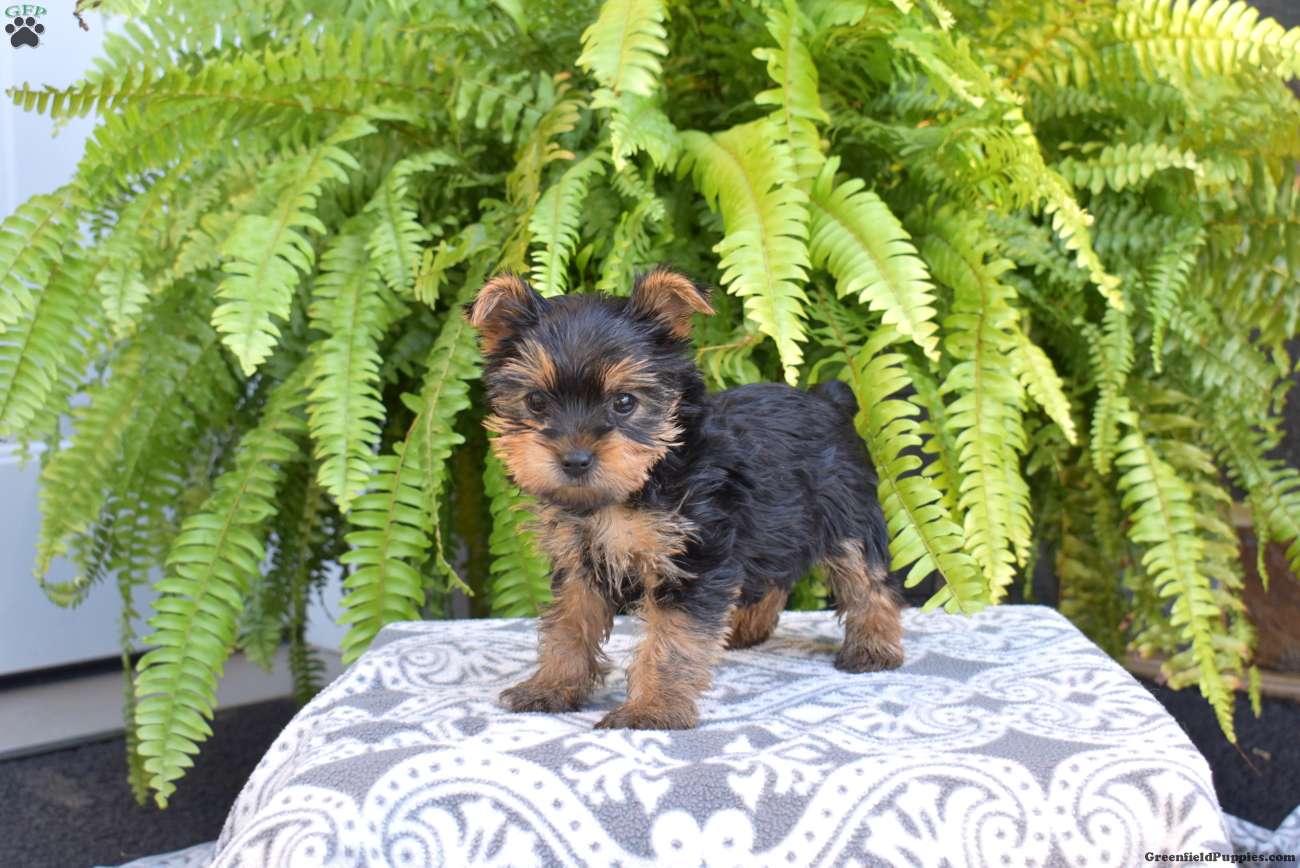 Ginger (Yorkshire Terrier, Female) in Gordonville, PA