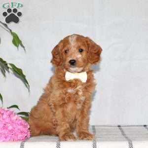Ginger, Mini Goldendoodle Puppy