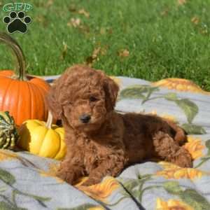 Ginger, Mini Goldendoodle Puppy