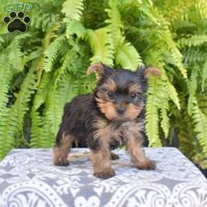 Ginger, Yorkie Puppy