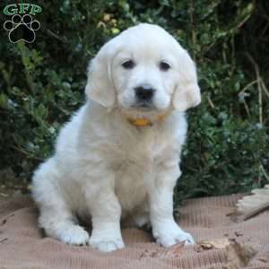 Ginger, Golden Retriever Puppy