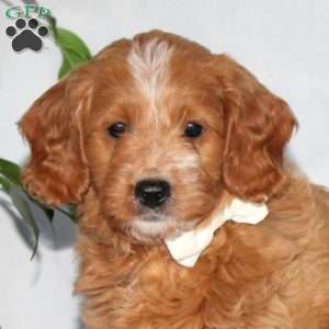 Ginger, Mini Goldendoodle Puppy