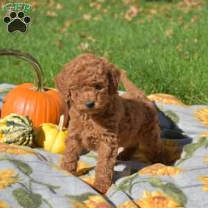 Ginger, Mini Goldendoodle Puppy
