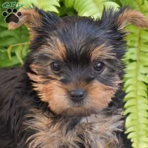 Ginger, Yorkie Puppy