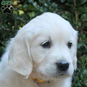 Ginger, Golden Retriever Puppy
