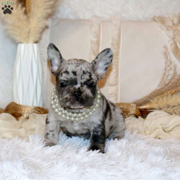 Ginger, French Bulldog Puppy