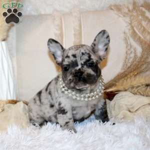 Ginger, French Bulldog Puppy