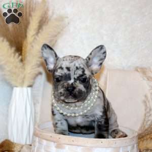 Ginger, French Bulldog Puppy