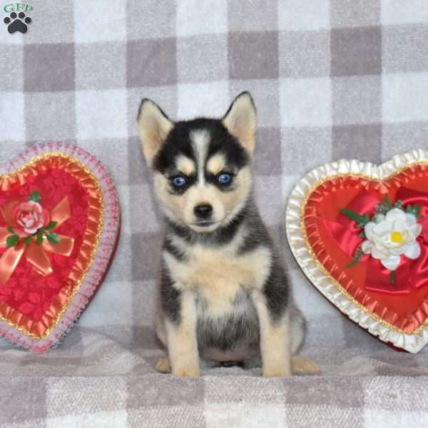 Gingerale, Pomsky Puppy