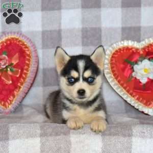 Gingerale, Pomsky Puppy