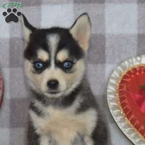 Gingerale, Pomsky Puppy