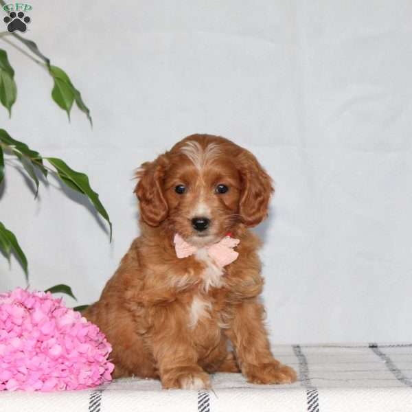 Girlie, Mini Goldendoodle Puppy